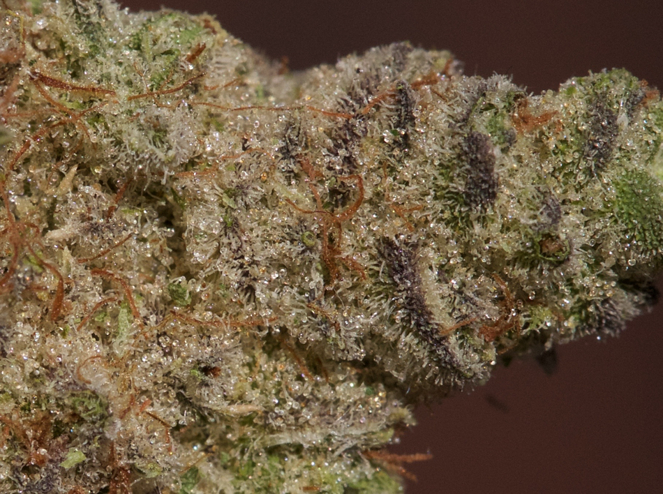 Chiquita Banana by Utopia Farms The World’s Strongest Cannabis Strain