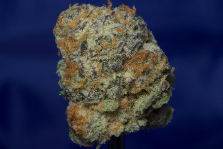 Purple Punch Strain