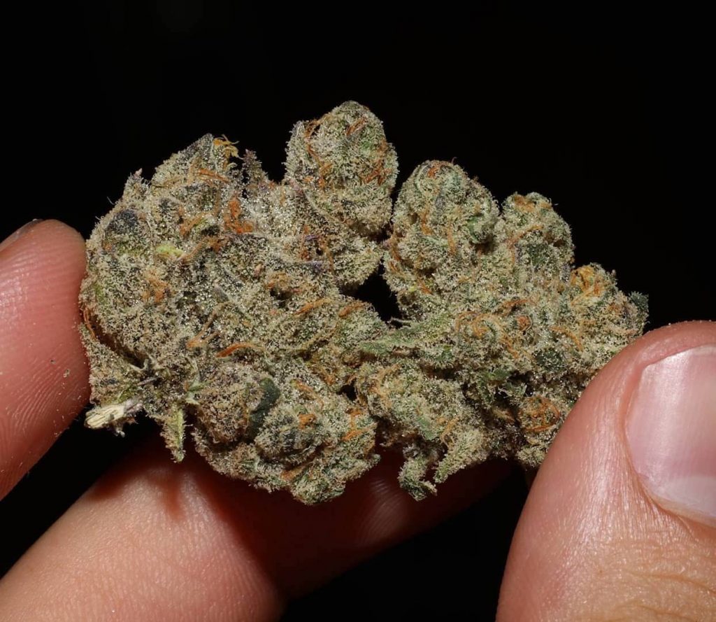 High Times Cannabis Cup Winner Banana Fig by Fig Farms Here 4 The Flavor